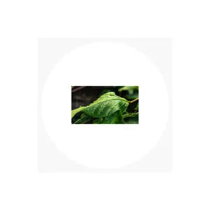 Circle Labels tempVendor