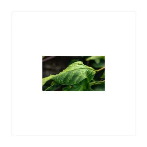 Rounded Square Labels tempVendor