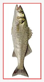 Transfer Stickers tempVendor