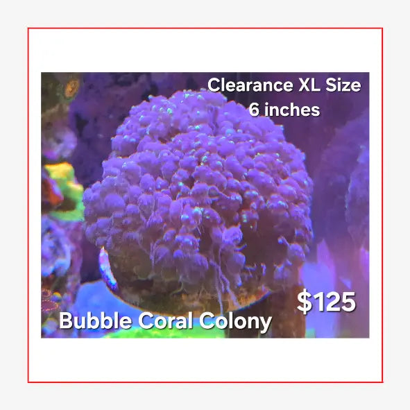 Clear Stickers tempVendor